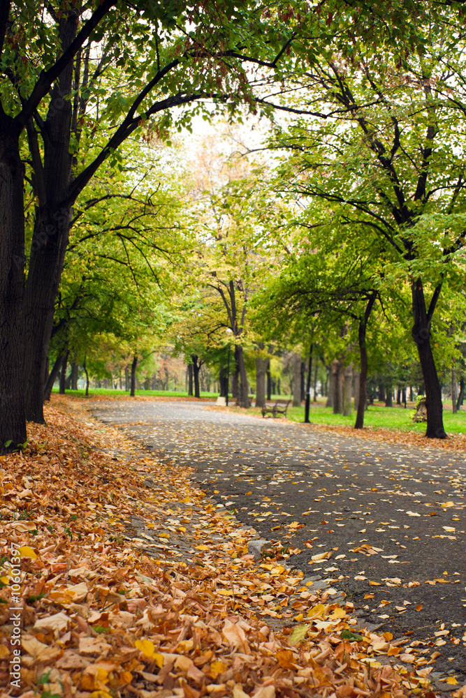 Naklejka premium Autumn in the park alley with lot of leaves on path