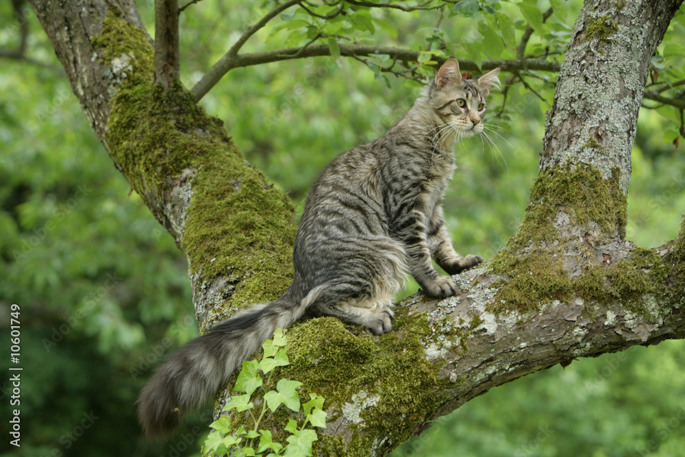maine coon perché en haut d'un arbre maine coon perché en haut d'un arbre