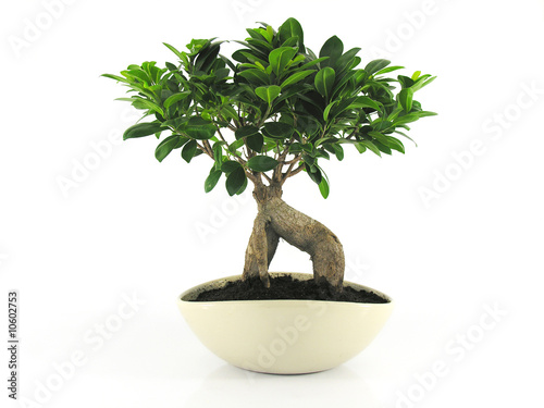 Bonsai - ficus