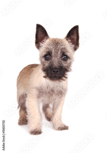 Cairn Puppy Standing
