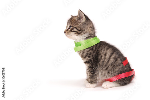 Kitten sitting with ribbons.