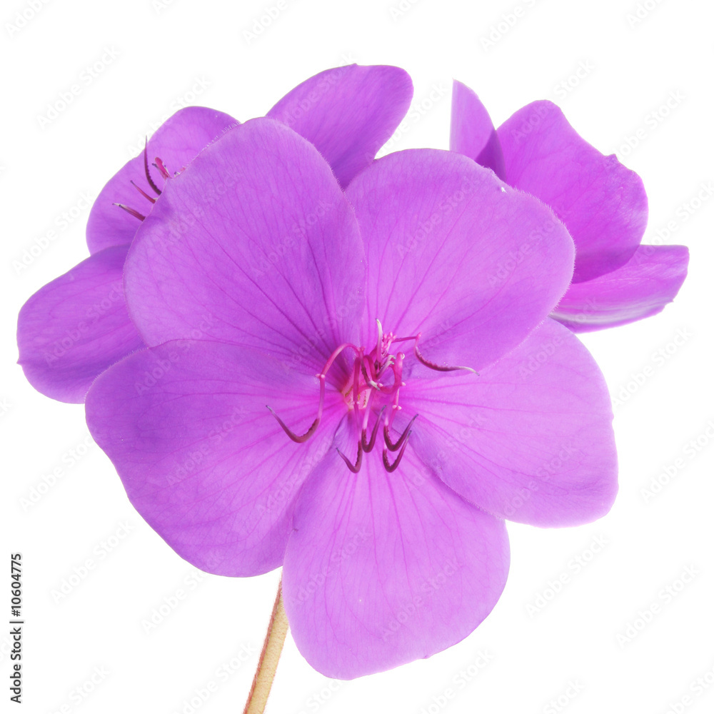 Obraz premium Purple flower