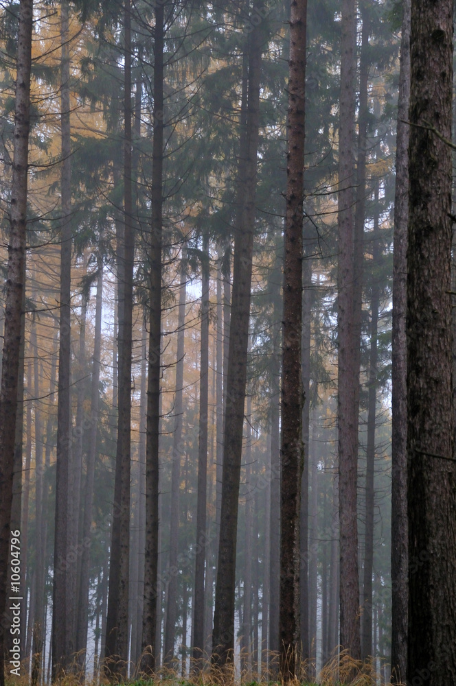 Fototapeta premium Herbstwald
