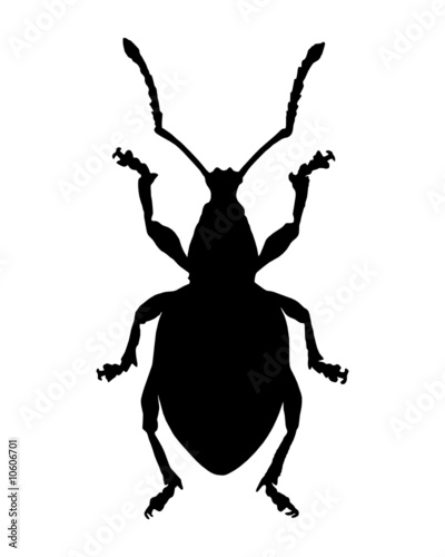Rüsselkäfer (Curculionidae) photo
