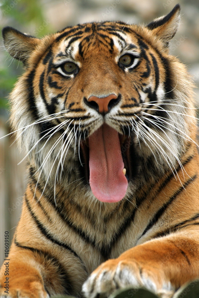 Fototapeta premium tiger