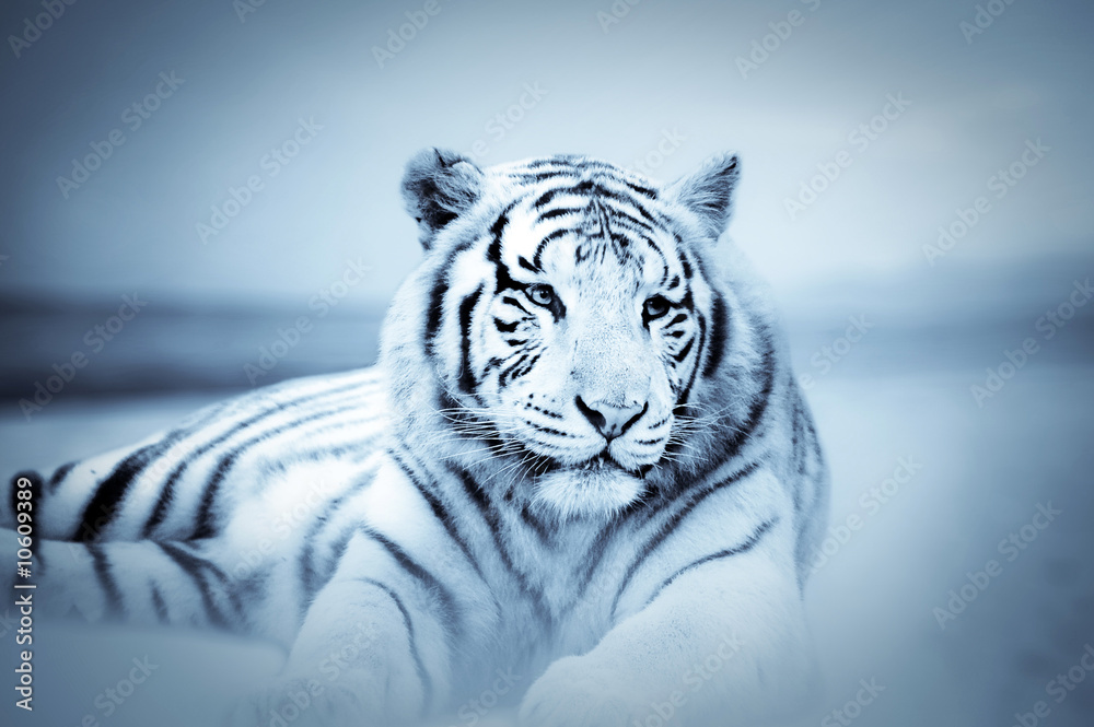 Obraz premium Tygrys