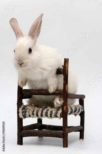 bunny ib a chair