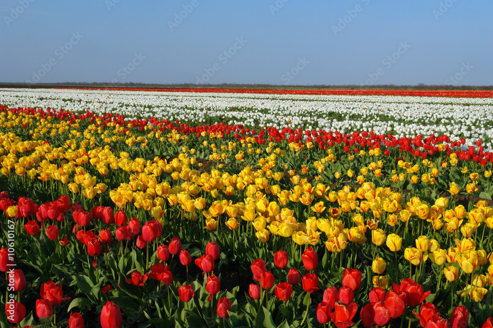 tulips-farm-2 tulips-farm-2