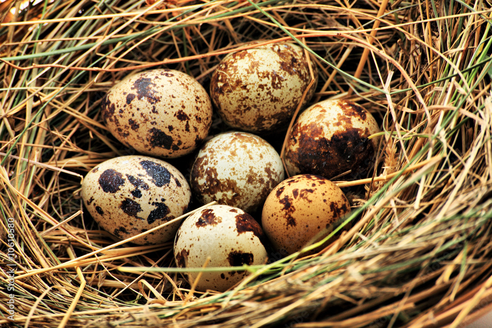 quail quail