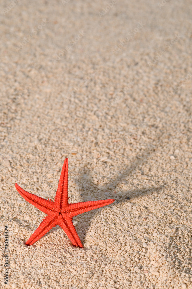 Starfish casting long shadow on golden sand Starfish casting long shadow on golden sand