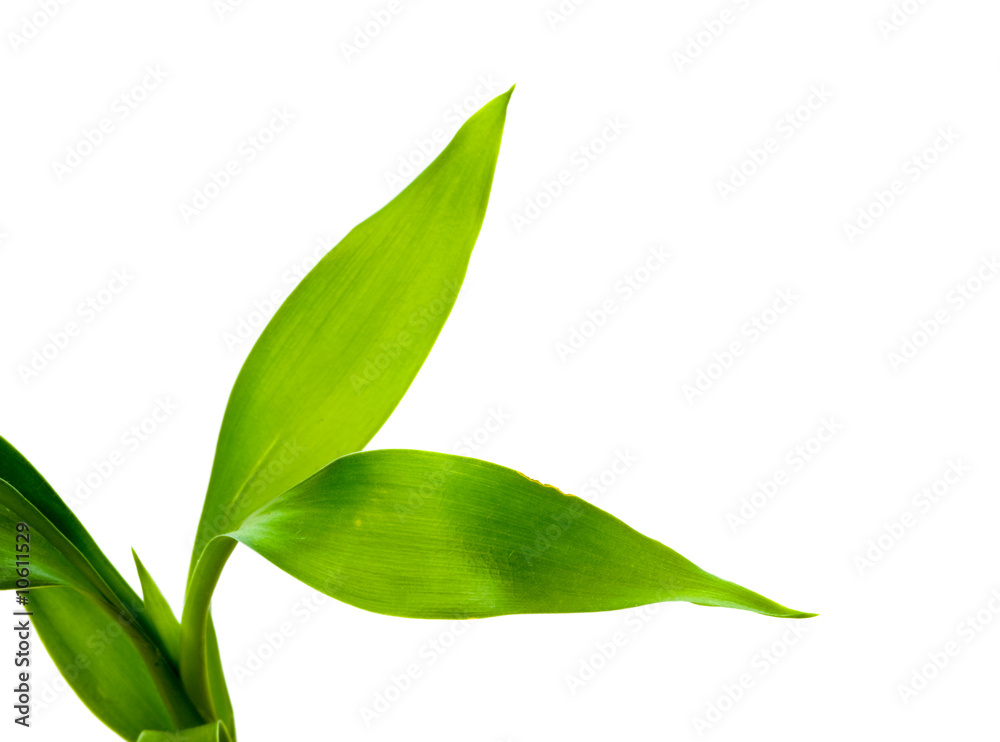 Fototapeta premium Green leaf.