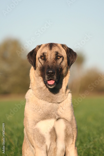 Gentil Berger d'Anatolie à la campagne © Dogs
