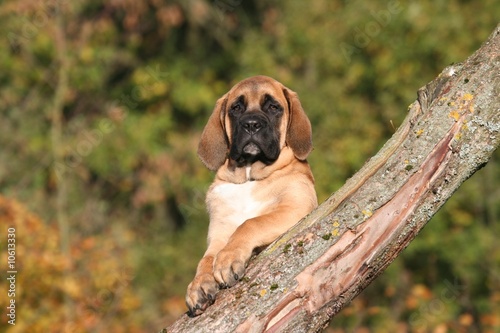 la pose fière contre un arbre du jeune mastiff