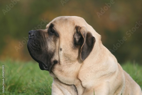 le portrait du mastiff vu de profil © Dogs
