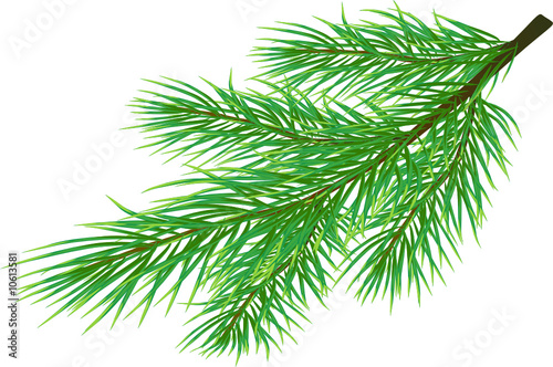 Fir twig isolated on white   vector 