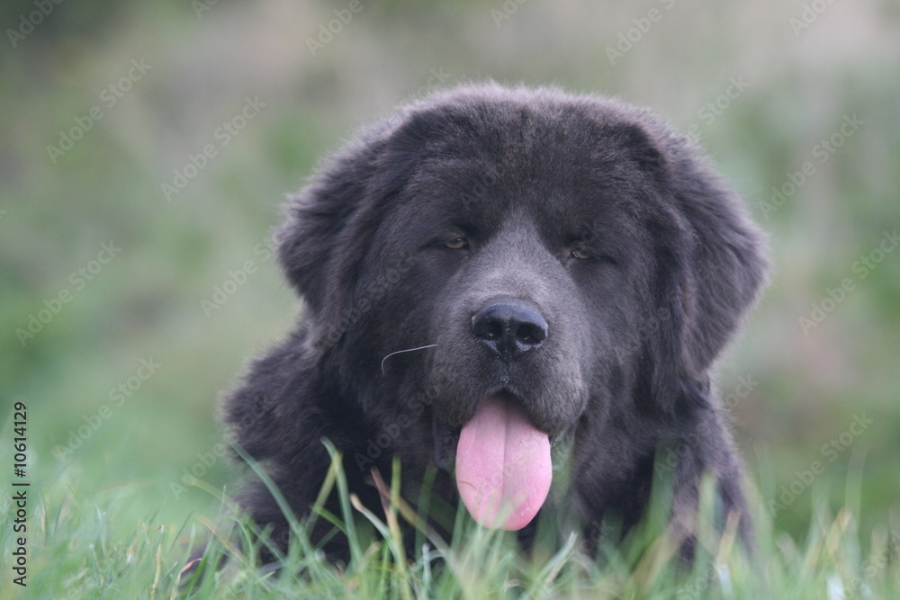 le dogue du tibet qui louche le dogue du tibet qui louche