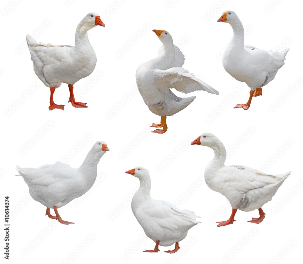 Fototapeta premium Sześć gęsi