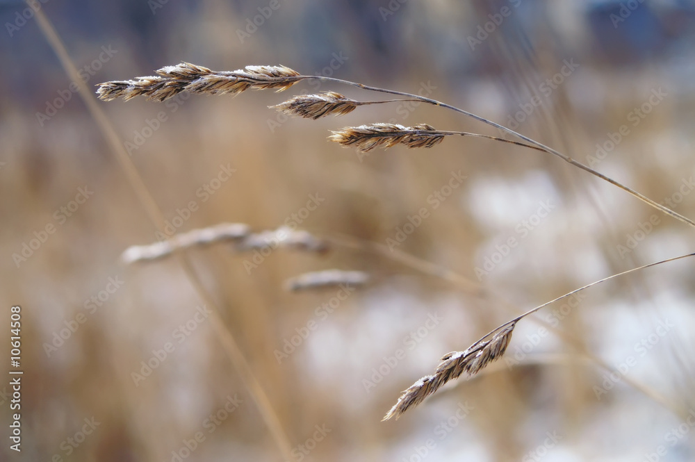 Obraz premium Ears of grass in snow