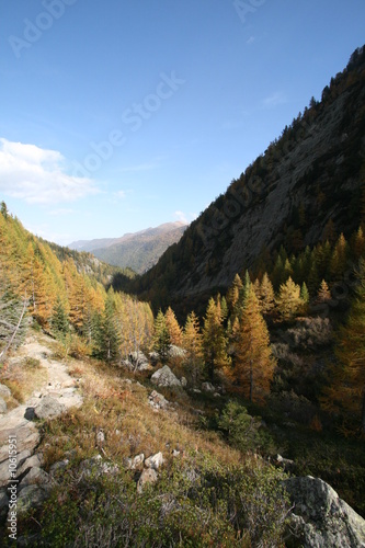 MELEZE EN AUTOMNE CHAMONIX photo