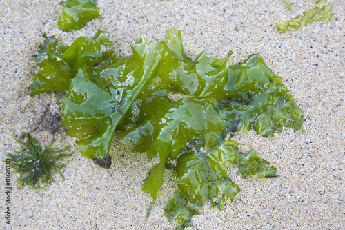 bretagne,belle-île,plage de donnant : algues vertes