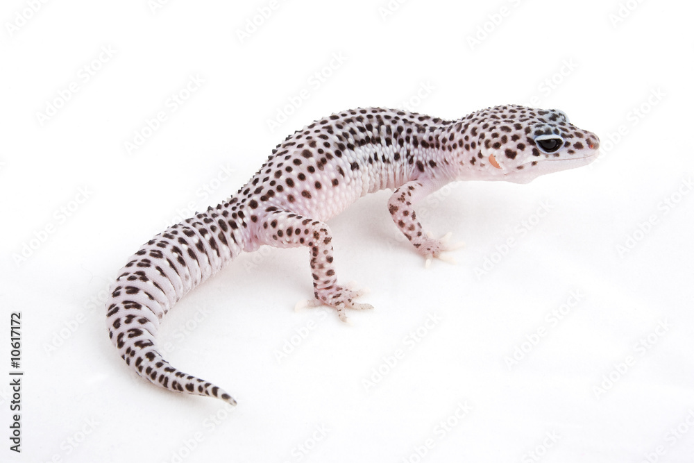 Naklejka premium Leopard Gecko