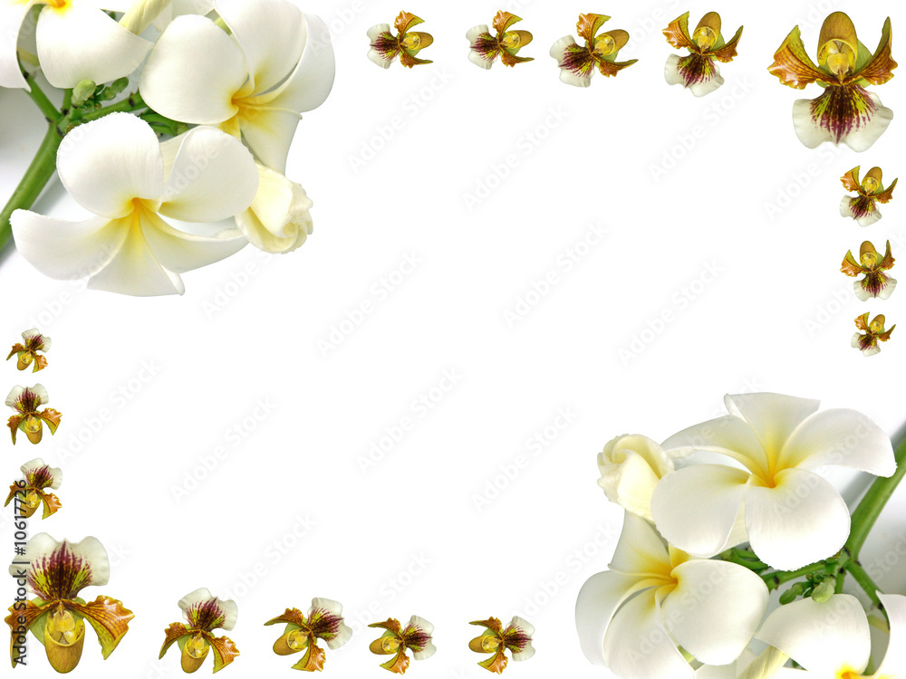 orchidées et frangipaniers en bordure de page