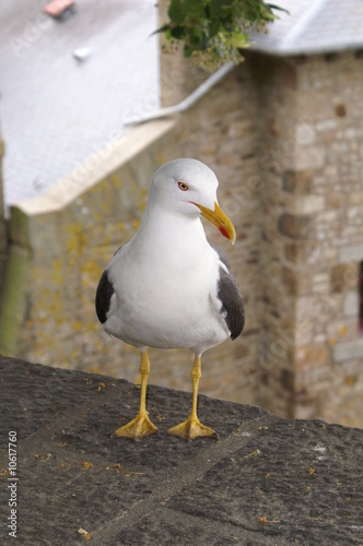 Mouette posant pour la photo photo