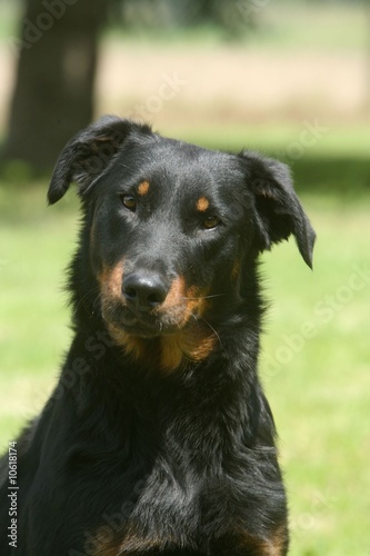 le regard intrigué du beauceron