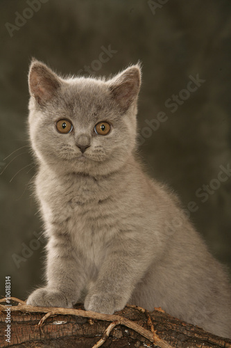 chaton british shorthair en studio