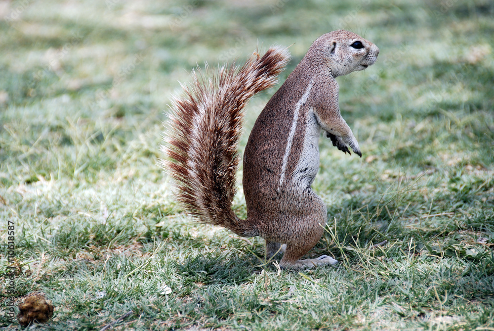 Fototapeta premium Namibia - scoiattolo