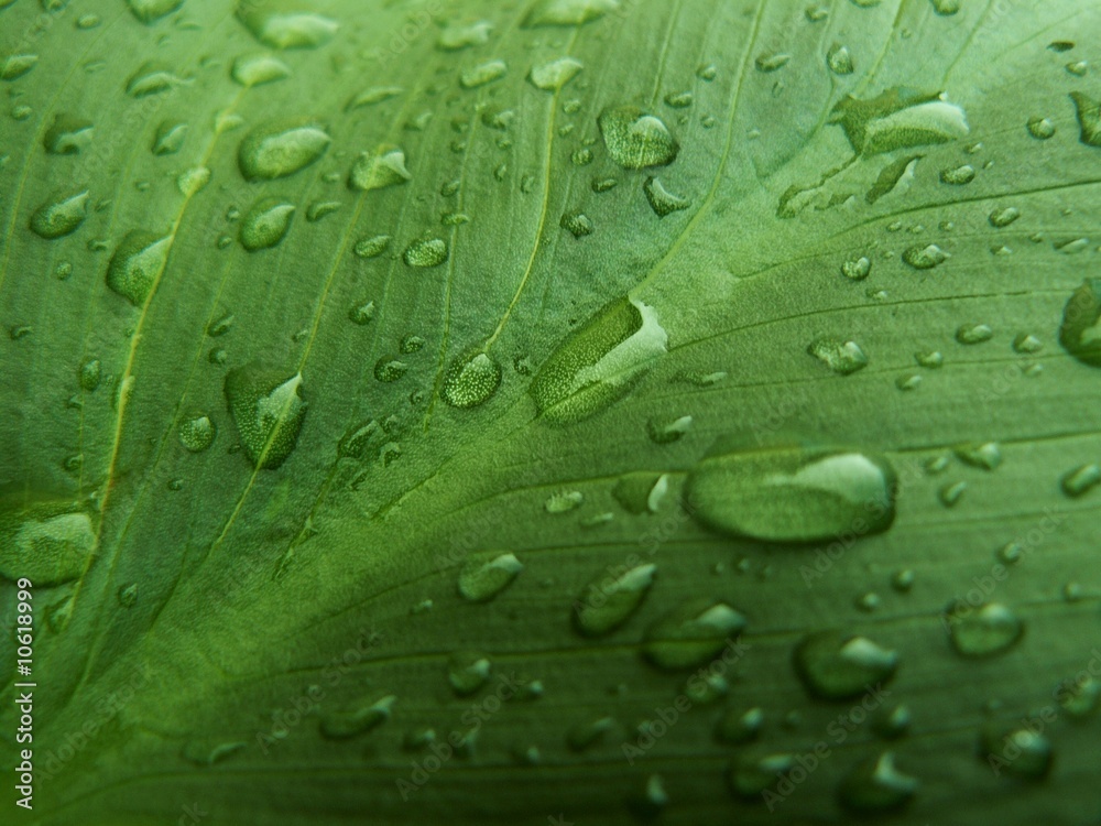 Gouttes d'eau sur feuille d'Arum Gouttes d'eau sur feuille d'Arum