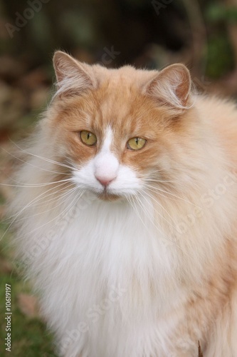 le regard observateur du norvegien