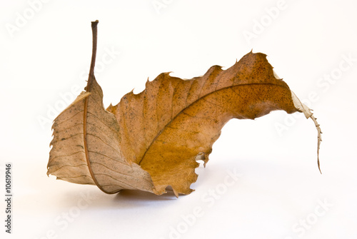 feuille morte