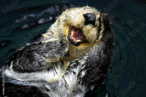 Sea Otter (Enhydra Lutris)