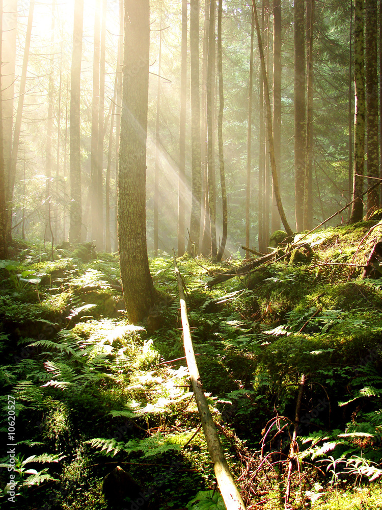 Obraz premium forest