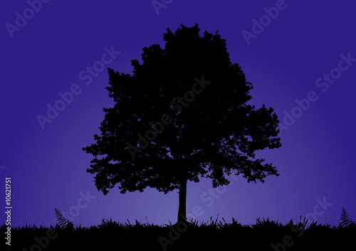 A solitary tree stands in a night background