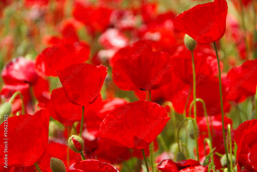 Klatschmohn - corn poppy 28 Klatschmohn - corn poppy 28