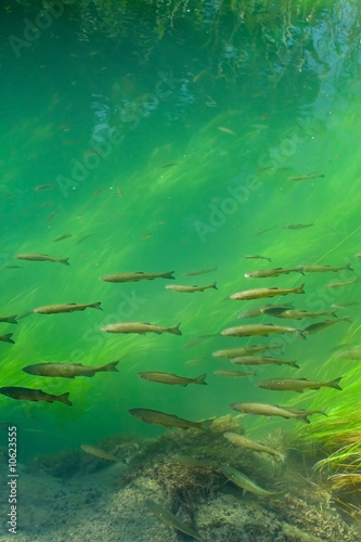 Trouts swimming in forest river