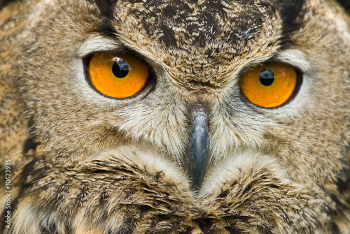 Eagle Owl face (close-up) © S.R.Miller
