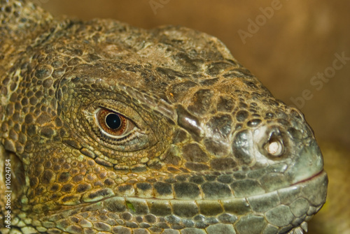 reptile photo