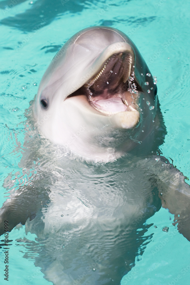 Fototapeta premium bottle-nose dolphin