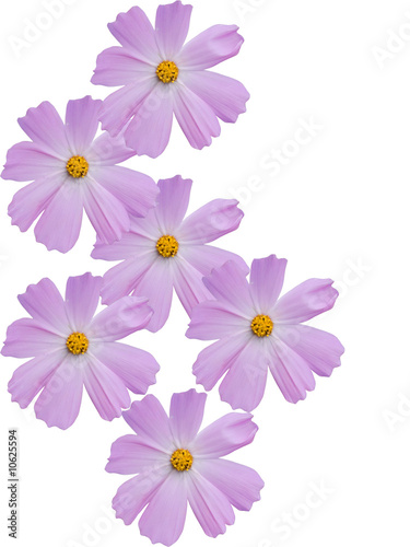 Camomile flowers decorative © olegusk