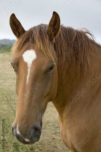 cheval de trait : portrait de face