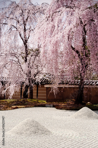 cerisier jardin zen
