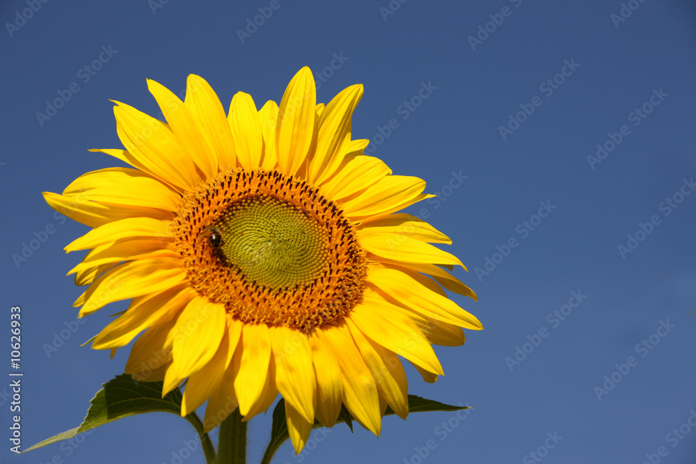 Eine gelbe Sonnenblume im Sommer und blauem Himmel Eine gelbe Sonnenblume im Sommer und blauem Himmel