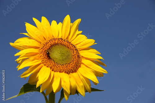 Eine gelbe Sonnenblume im Sommer und blauem Himmel