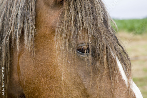 cheval de trait   portrait profil