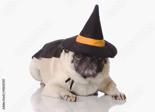 Pug dog dress up