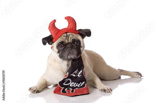 pug dog in devil costume