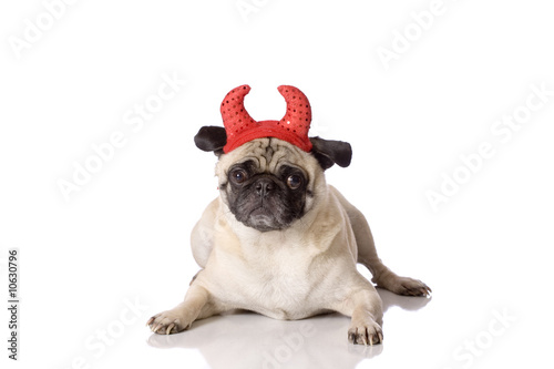 devil dog